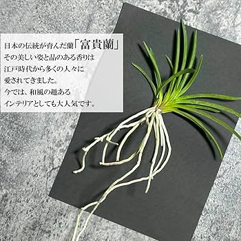 Amazon｜観葉植物 小さい 富貴蘭 風蘭 蘭 黄金鳥 おうごんのとり